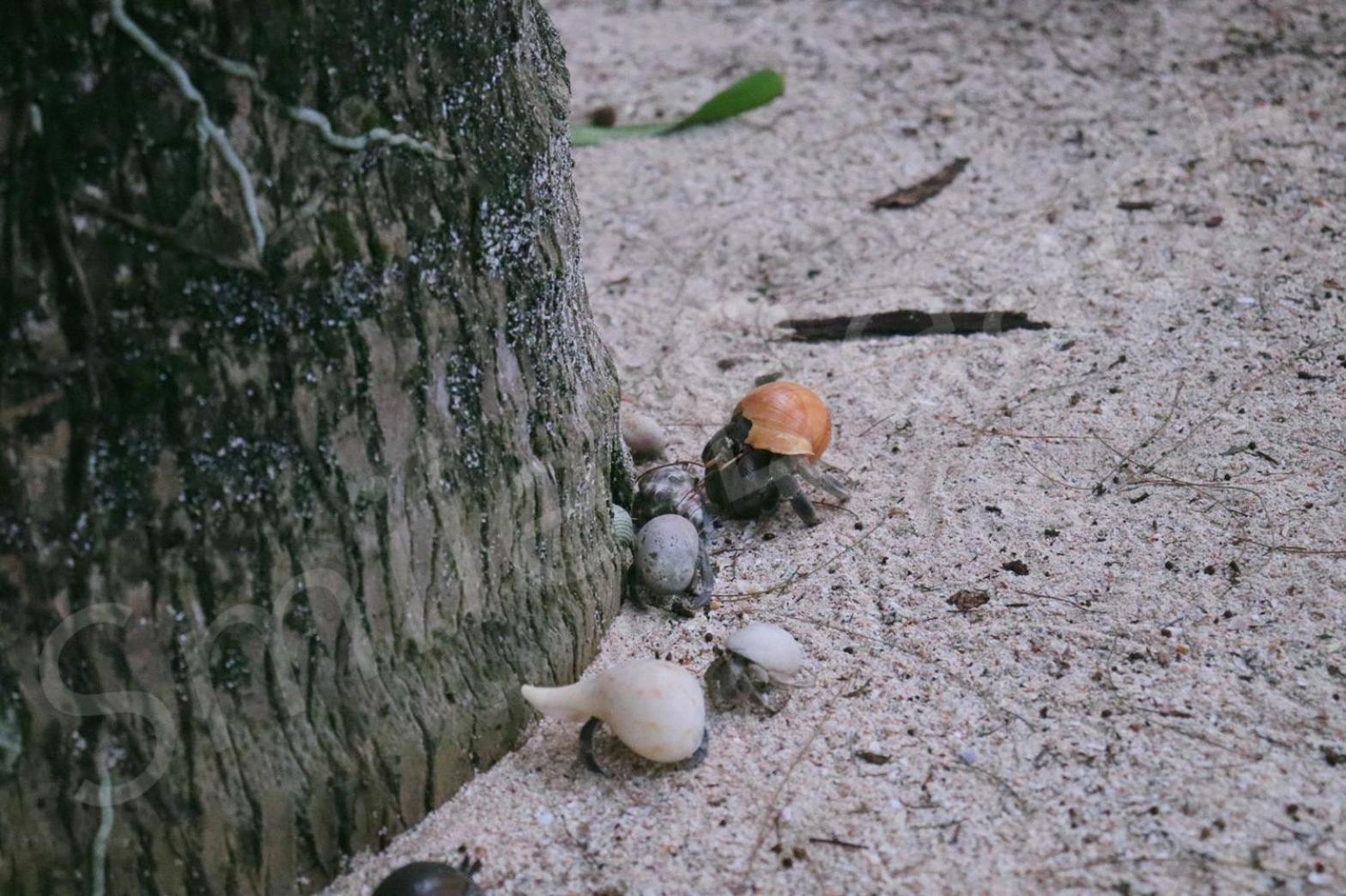 Smilebeach Khaolak Station touristique